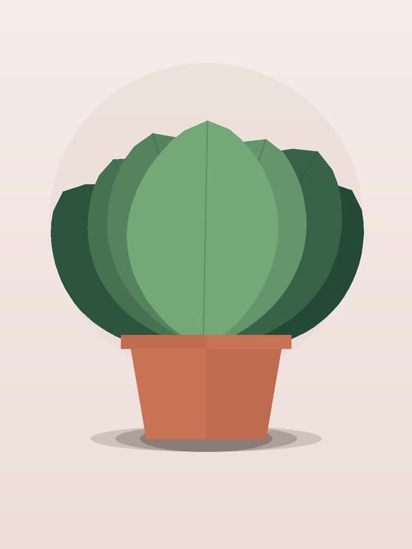 Ficus Lyrata Bush