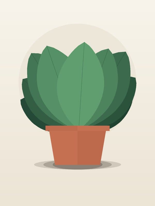 Aglaonema Siam