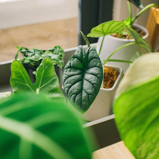 Aglaonema Silver Bay