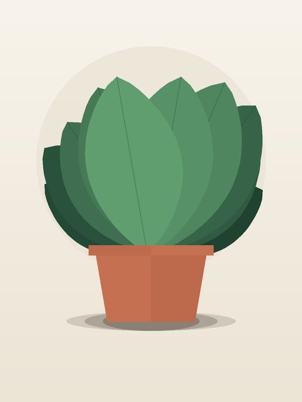 Aglaonema Silverado — wholesale aglaonema, 10in