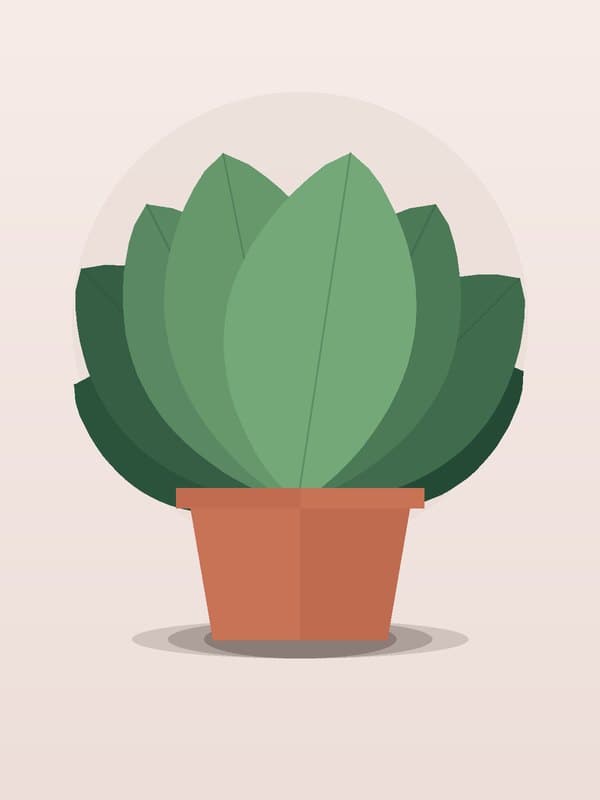 Aglaonema Snow — wholesale aglaonema, 6in