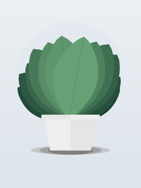 Aglaonema Stripes — wholesale aglaonema, 10in
