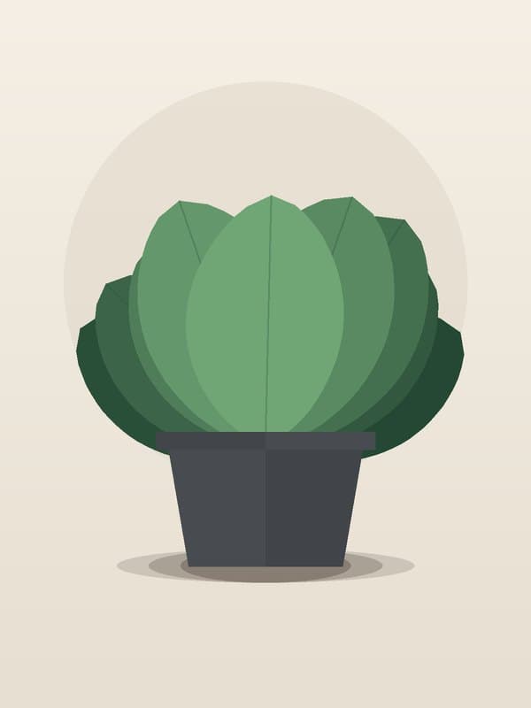 Calathea Exotica