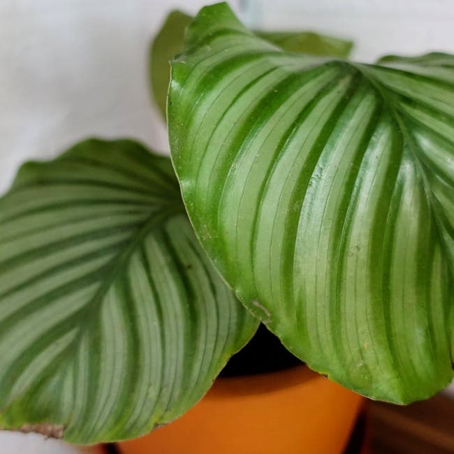 Calathea Peacock