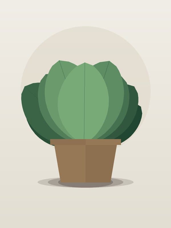 Calathea Roseopicta