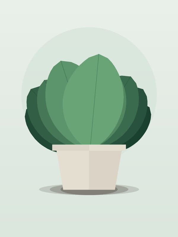 Calathea Setosa — wholesale calathea, 6in