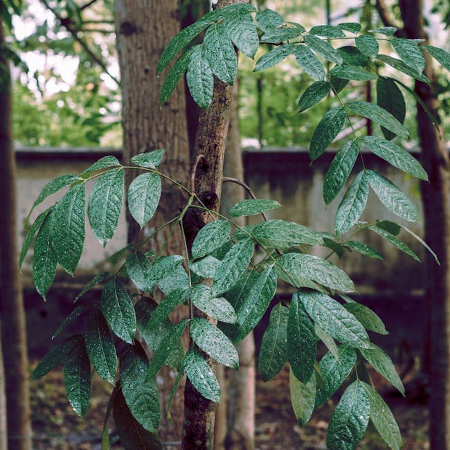 China Doll Bush