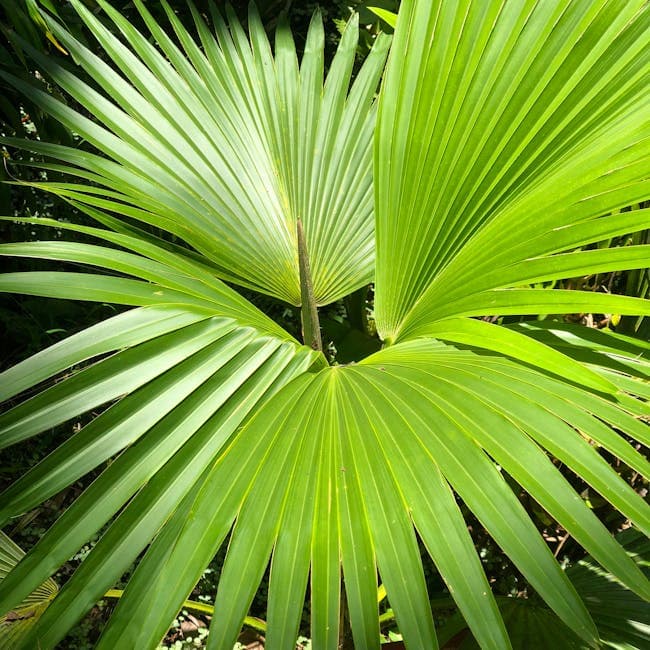 Chinese Fan Palm