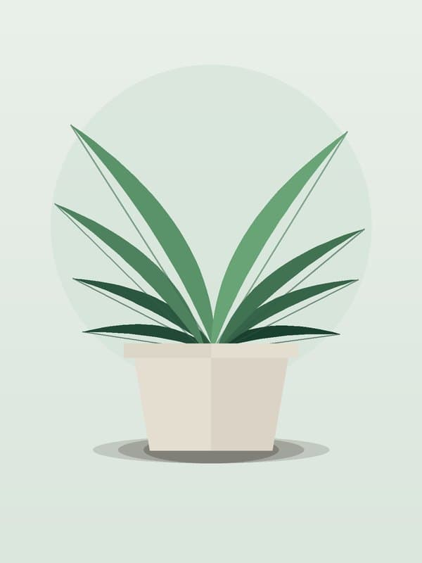 Chinese Fan Palm