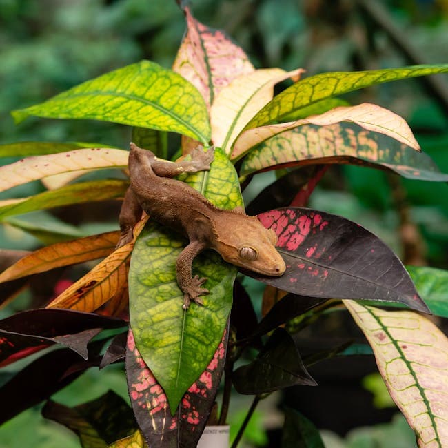 Croton Petra