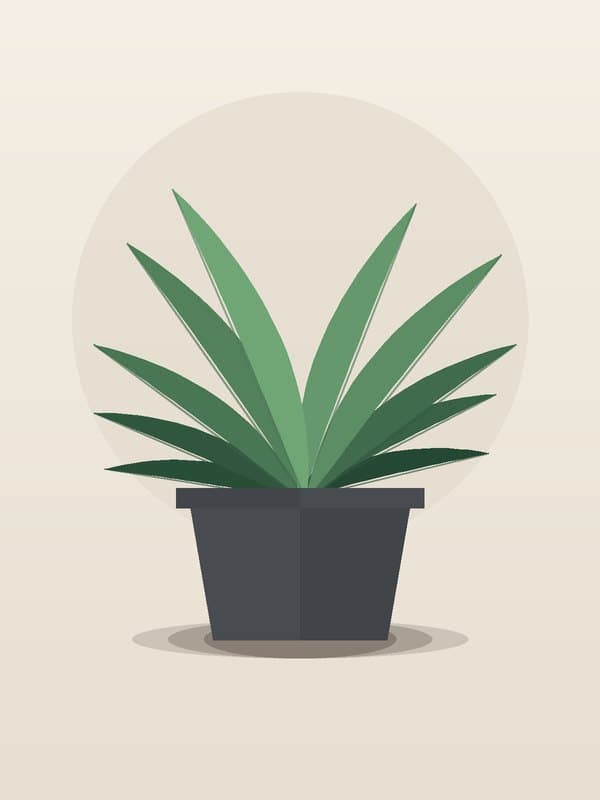 Dracaena Anita Variegated Stump — wholesale dracaena, 14in