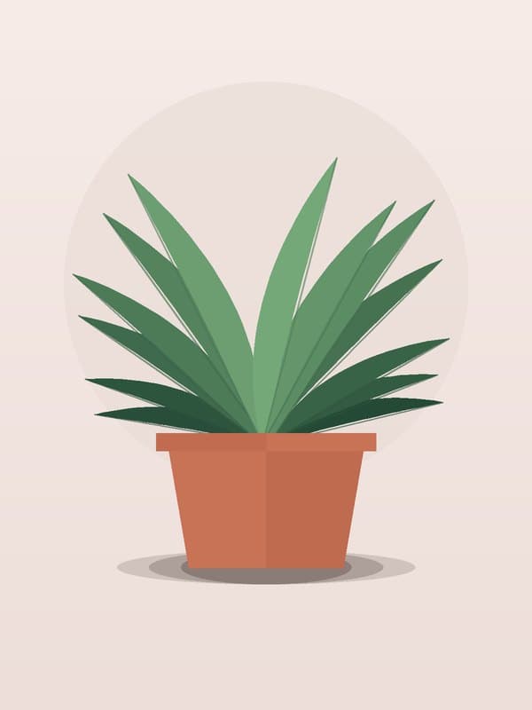 Dracaena Art Carmen
