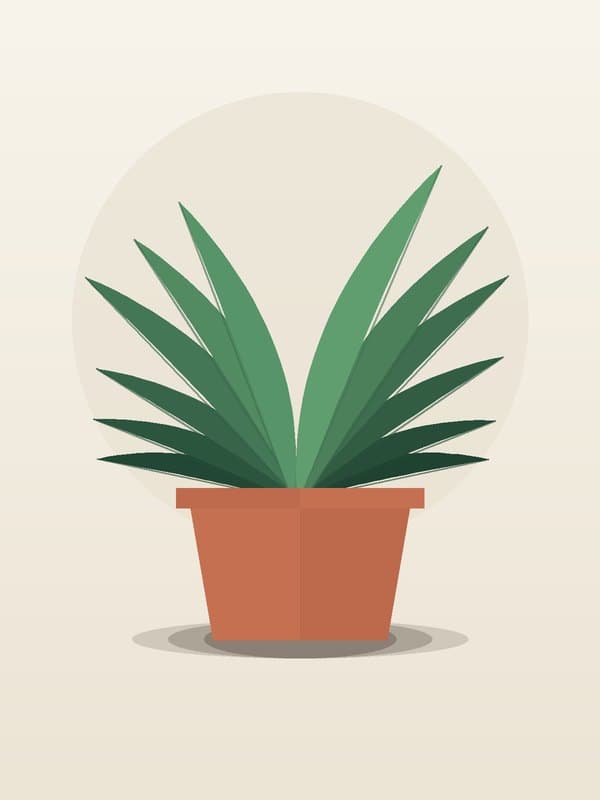Dracaena Bronze Bay