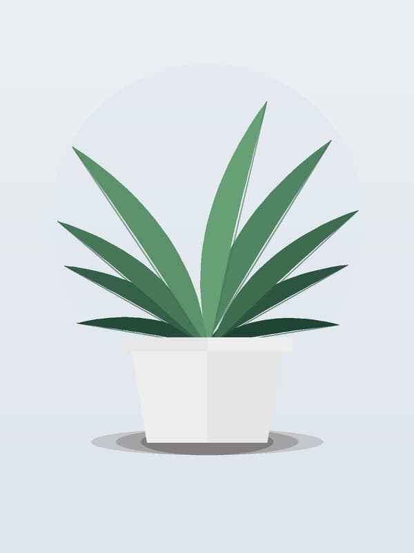 Dracaena Cintho Canes