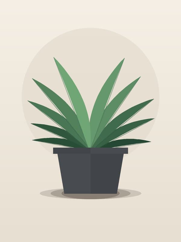Dracaena Dorado