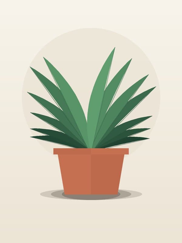 Dracaena Golden Coast Carousel — wholesale dracaena, 12in