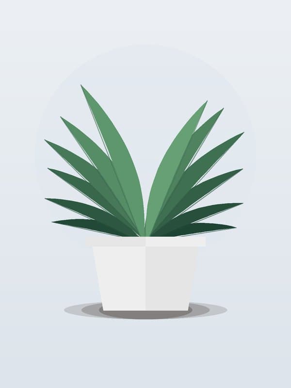 Dracaena Green Jewel — wholesale dracaena, 10in