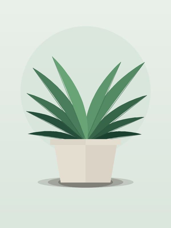 Dracaena Hawaiian Sunshine CB Cane — wholesale dracaena, 12in