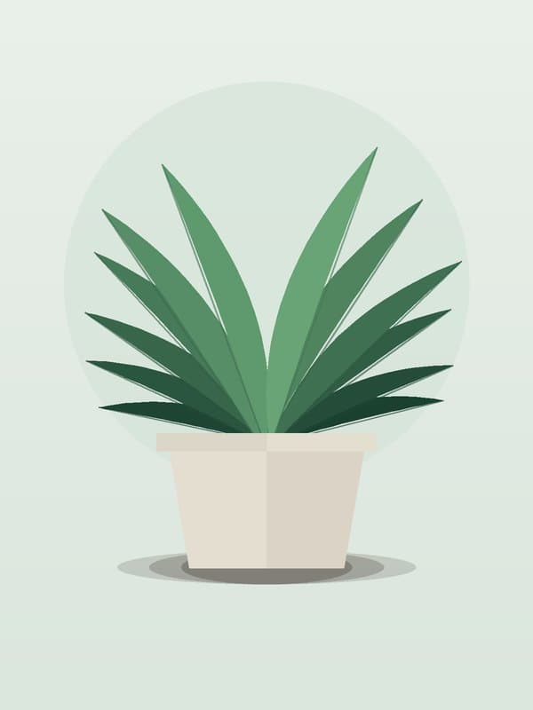 Dracaena Kristi — wholesale dracaena, 10in