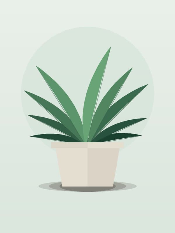 Dracaena Lemon Surprise — wholesale dracaena, 4in
