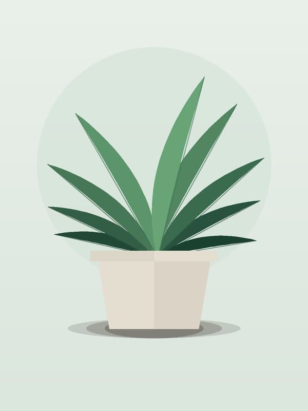 Dracaena Limelight — wholesale dracaena, 10in