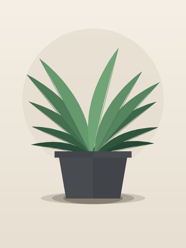 Dracaena Marginata Bicolor CB Staggered — wholesale dracaena, 8in