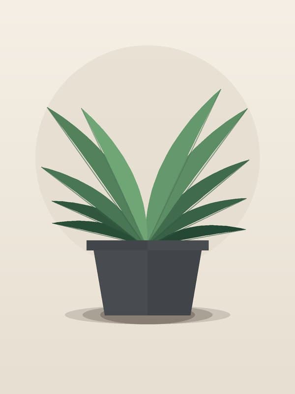 Dracaena Marginata Braid — wholesale dracaena, 12in