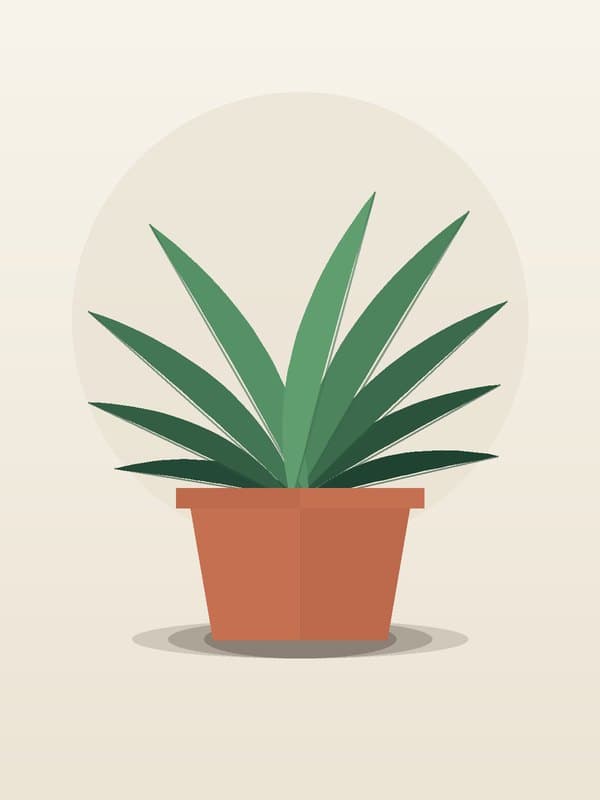 Dracaena Marginata Candelabra — wholesale dracaena, 14in