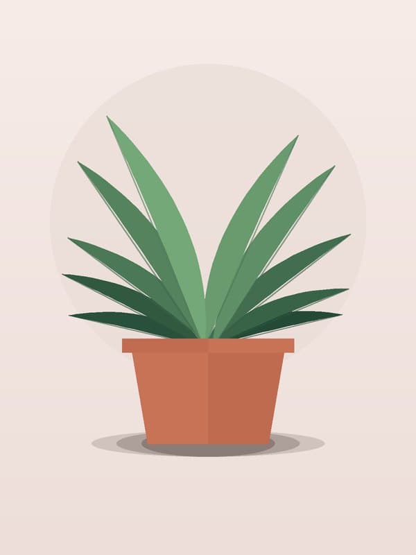 Dracaena Marginata CB Staggered — wholesale dracaena, 8in