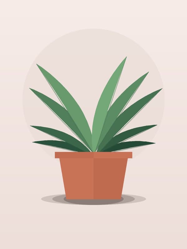 Dracaena Marginata Colorama CB Staggered — wholesale dracaena, 8in