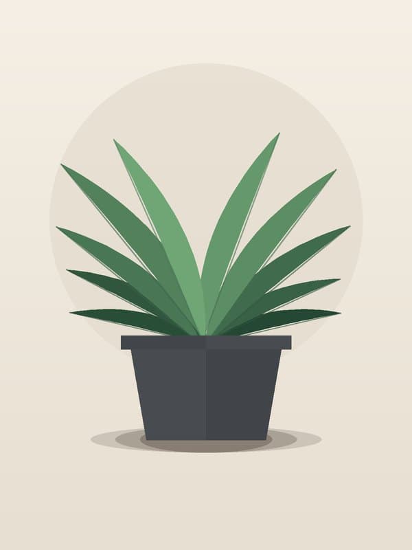 Dracaena Marginata Kiwi CB Staggered — wholesale dracaena, 8in