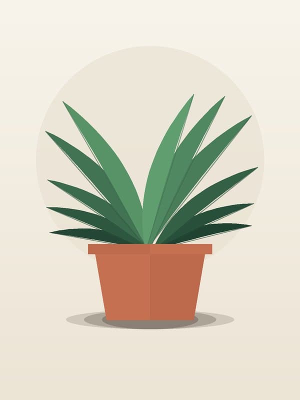 Dracaena Marginata Magenta CB Staggered — wholesale dracaena, 8in