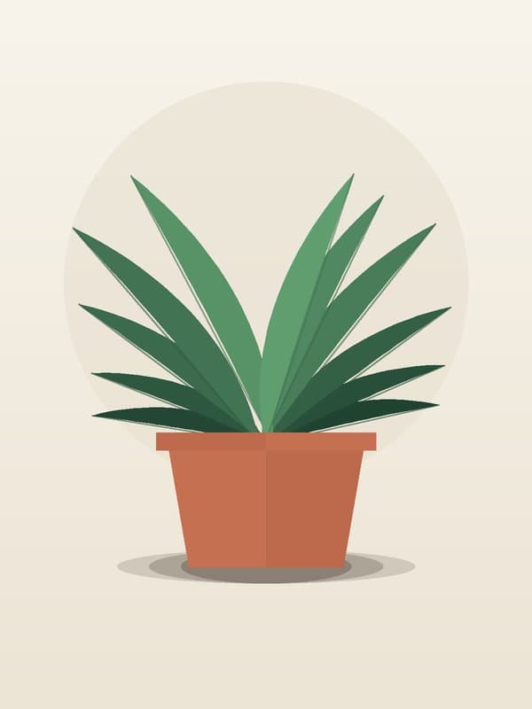 Dracaena Marley — wholesale dracaena, 14in