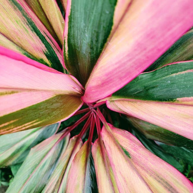 Dracaena Mass Cane 3-2-1 — wholesale dracaena, 10in