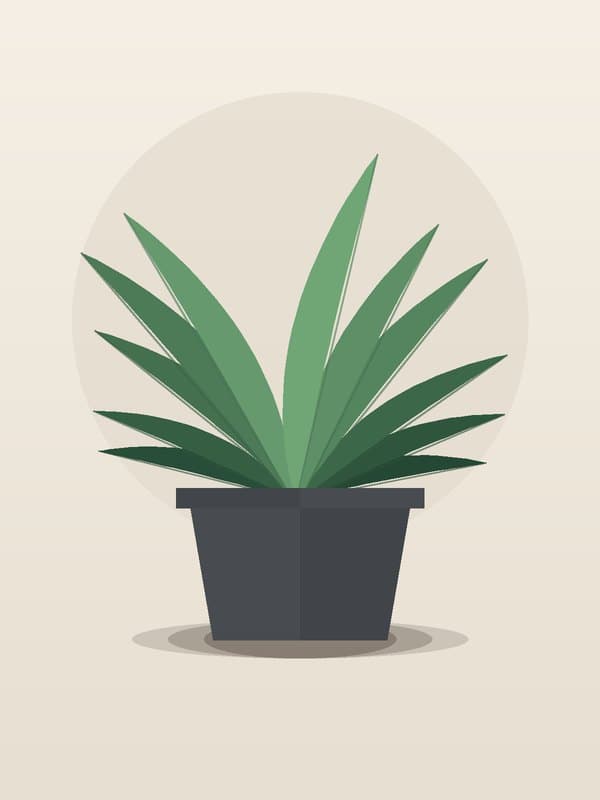 Dracaena Mass Cane 3-2-1 — wholesale dracaena, 10in