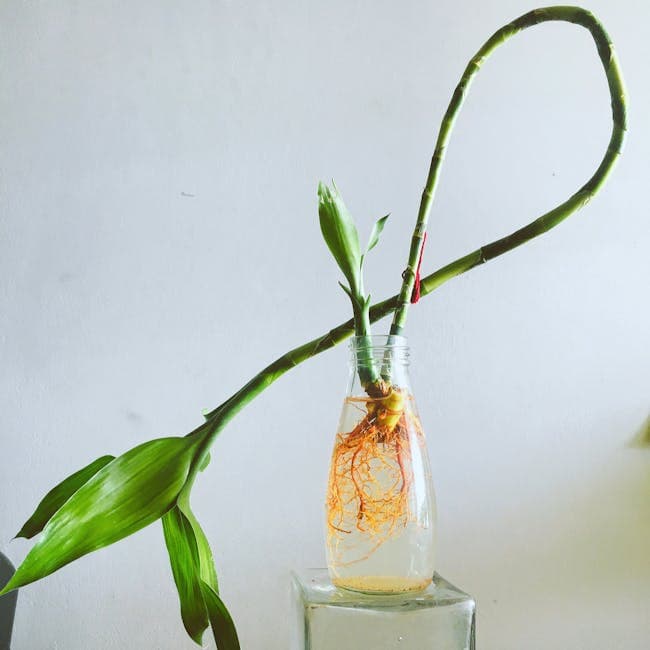 Dracaena Mass Stump — wholesale dracaena, 10in