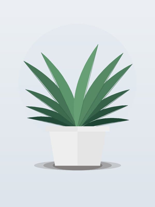 Dracaena Mass Stump — wholesale dracaena, 10in