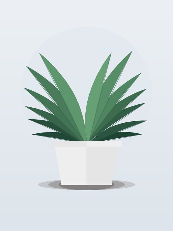 Dracaena Tornado — wholesale dracaena, 4in