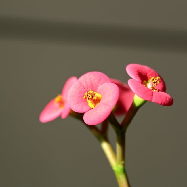 Euphorbia Crown of Thorns