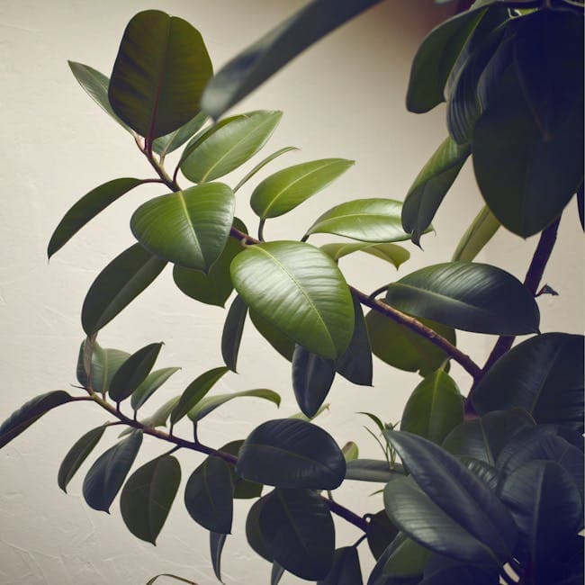 Ficus Alii Standard