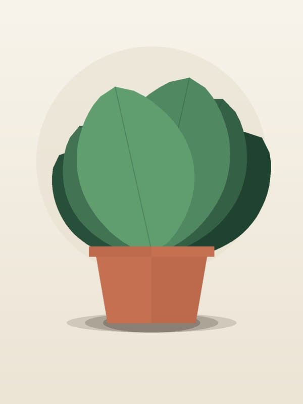 Ficus Alii Standard