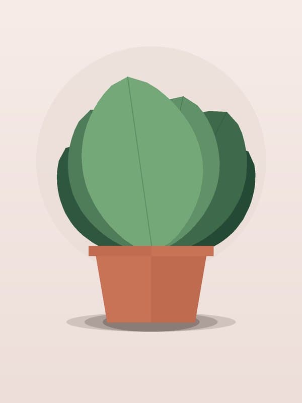 Ficus Altissima Tree