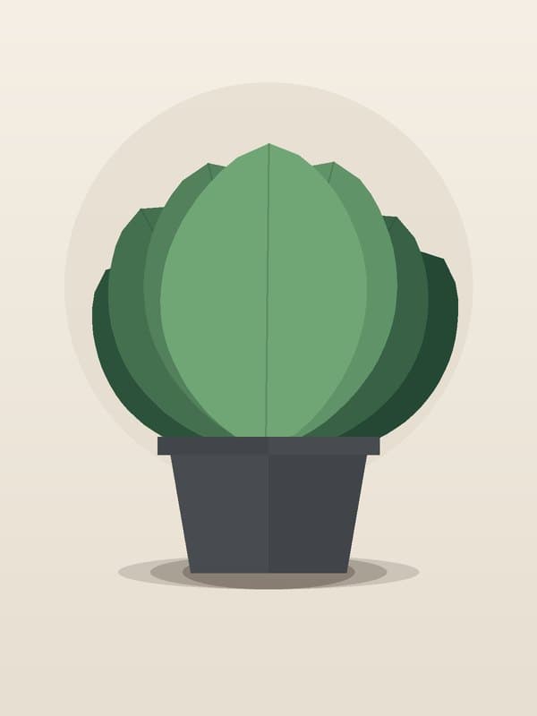Ficus Amstel King Standard