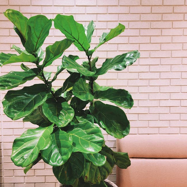 Ficus Lyrata Multi Standard — wholesale ficus, 17in