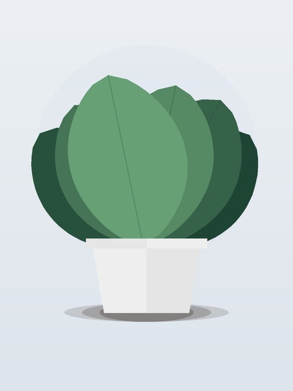 Ficus Lyrata Standard — wholesale ficus, 14in