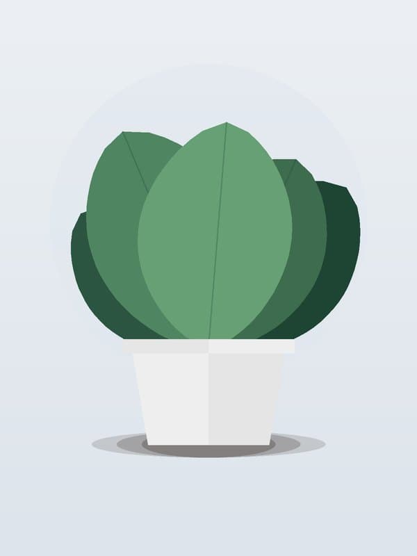 Ficus Midnight Standard — wholesale ficus, 14in