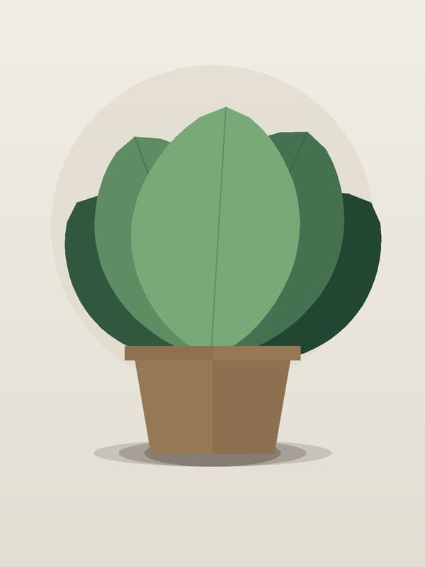Ficus Tineke Standard — wholesale ficus, 14in