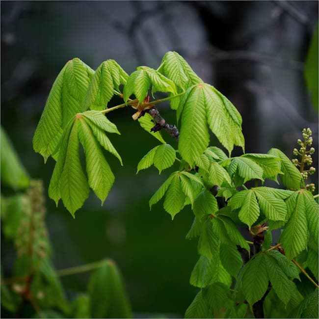 Pachira Money Tree Multi Standard