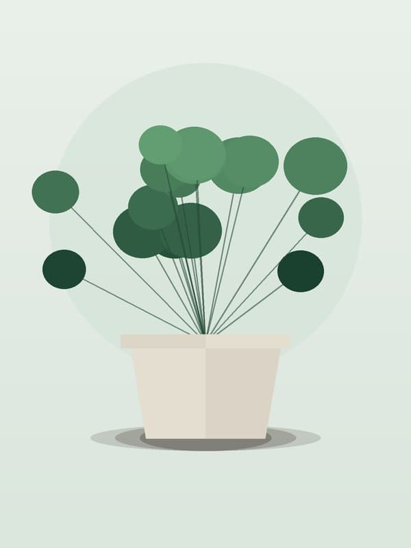 Peperomia Frost