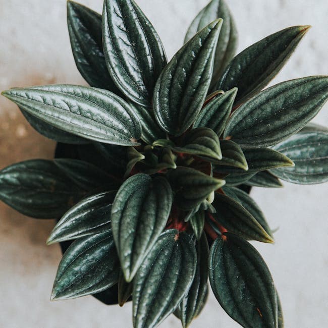 Peperomia Ginni
